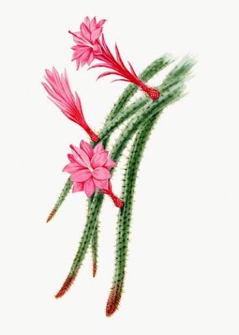 Rattail cactus drawing, aesthetic vintage | Free Photo Illustration - rawpixel