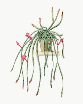 Rattail Cactus illustration, botanical drawing | Free Photo Illustration - rawpixel