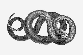 Rattle snake clipart, animal vintage | Free Vector - rawpixel