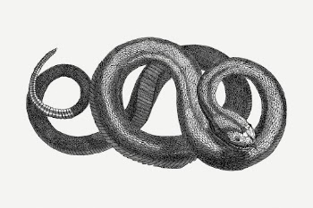 Rattle snake drawing, animal vintage | Free PSD - rawpixel
