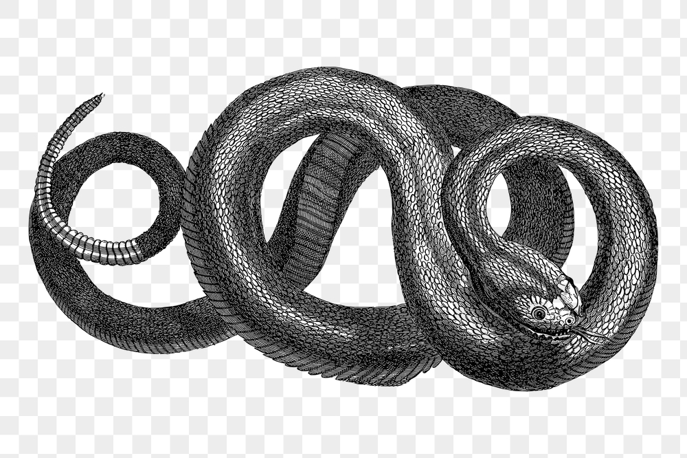 Rattle snake png sticker, animal | Free PNG - rawpixel