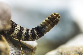 Rattle Snake Rattler