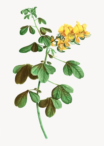 Rattlebox flowers | Free stock vector - 568502