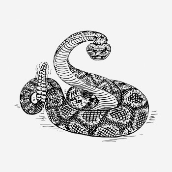 Rattlesnake drawing, vintage wildlife illustration. | Free Photo - rawpixel