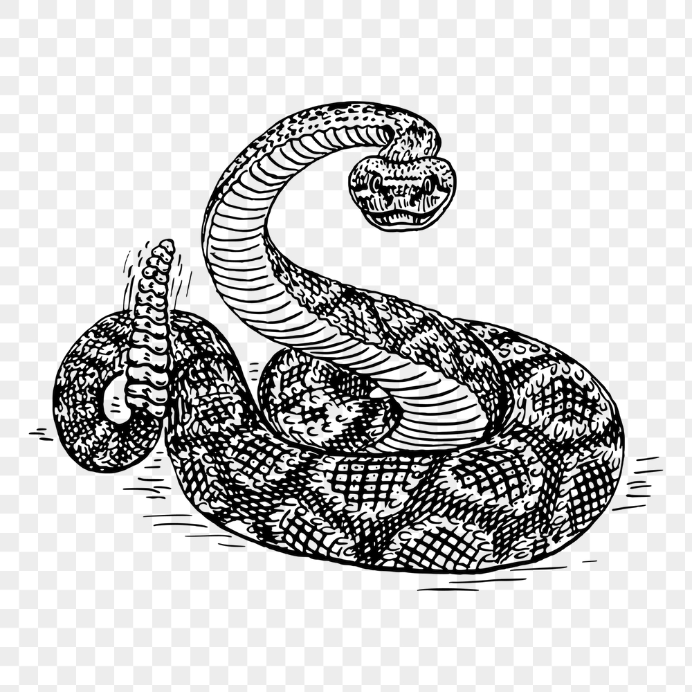 Rattlesnake png sticker, vintage animal | Free PNG - rawpixel