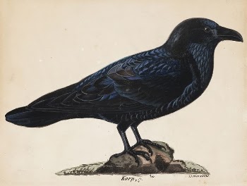 Raven, 1835, Wilhelm von Wright | Free Photo - rawpixel
