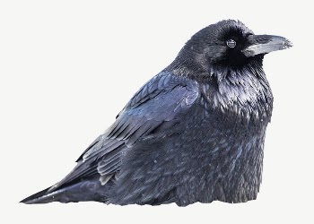 Raven bird collage element psd | Free PSD - rawpixel
