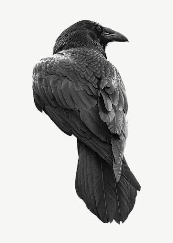 Raven bird collage element psd | Free PSD - rawpixel