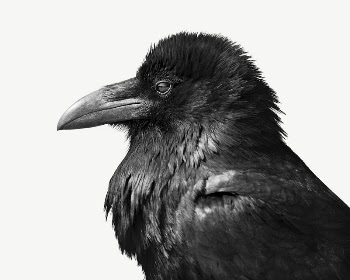 Raven bird collage element psd | Free PSD - rawpixel