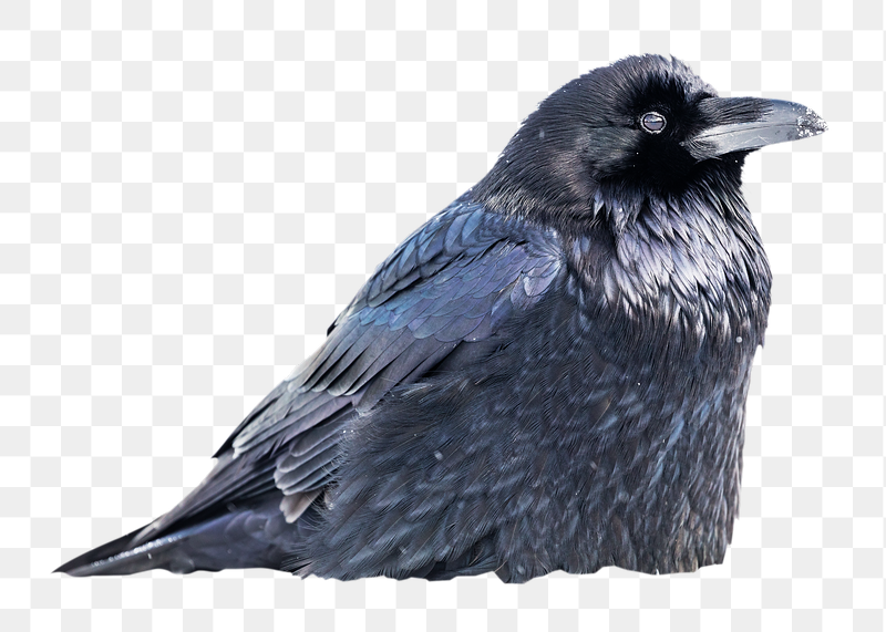 Raven bird png sticker, transparent | Free PNG - rawpixel