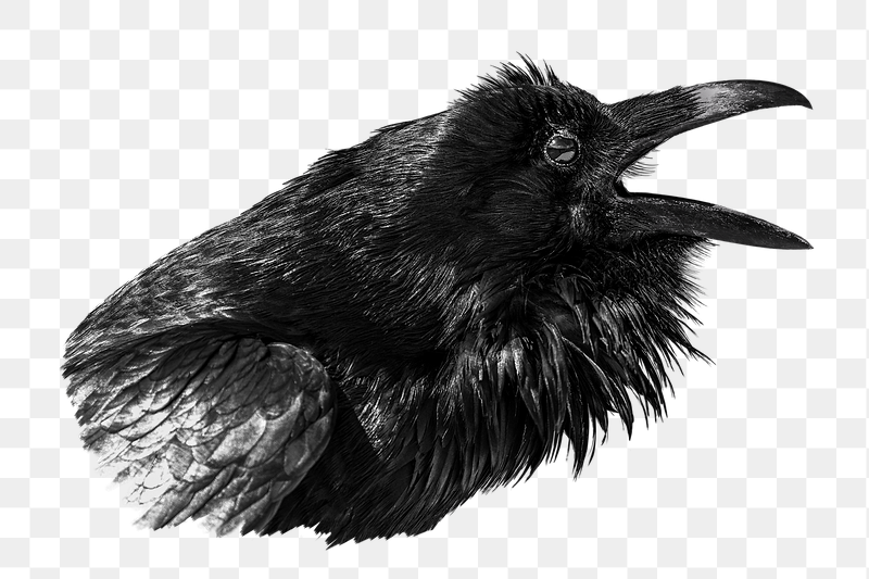 Raven bird png sticker, transparent | Free PNG - rawpixel