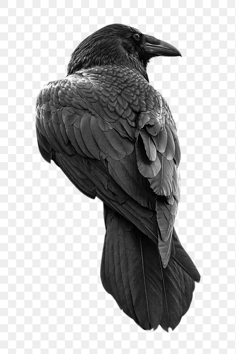 Raven bird png sticker, transparent | Free PNG - rawpixel