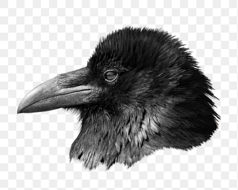 Raven bird png sticker, transparent | Free PNG - rawpixel