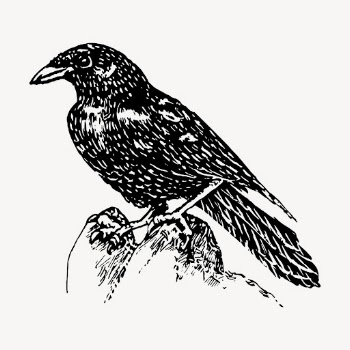 Raven clipart, vintage bird illustration | Free Vector - rawpixel