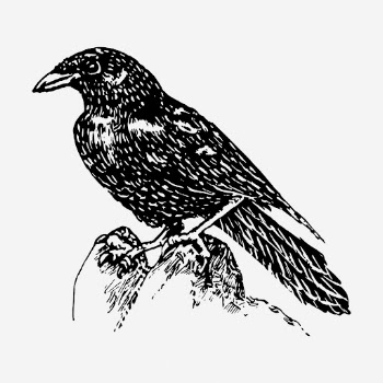 Raven drawing, vintage bird illustration. | Free Photo - rawpixel