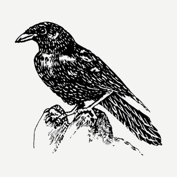 Raven drawing, vintage bird illustration | Free PSD - rawpixel