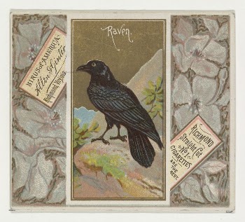 Raven, from the Birds of America | Free Photo - rawpixel