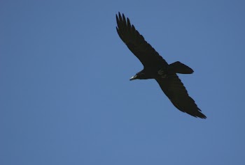 raven-IMG_3972.jpg