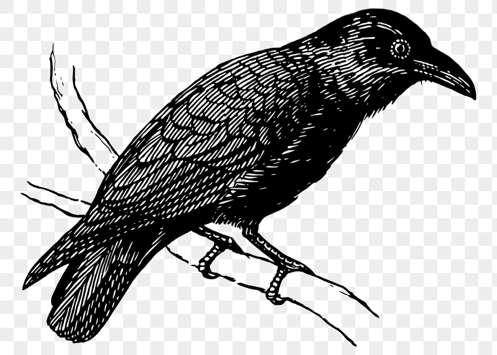 Raven png sticker, vintage bird | Free PNG - rawpixel