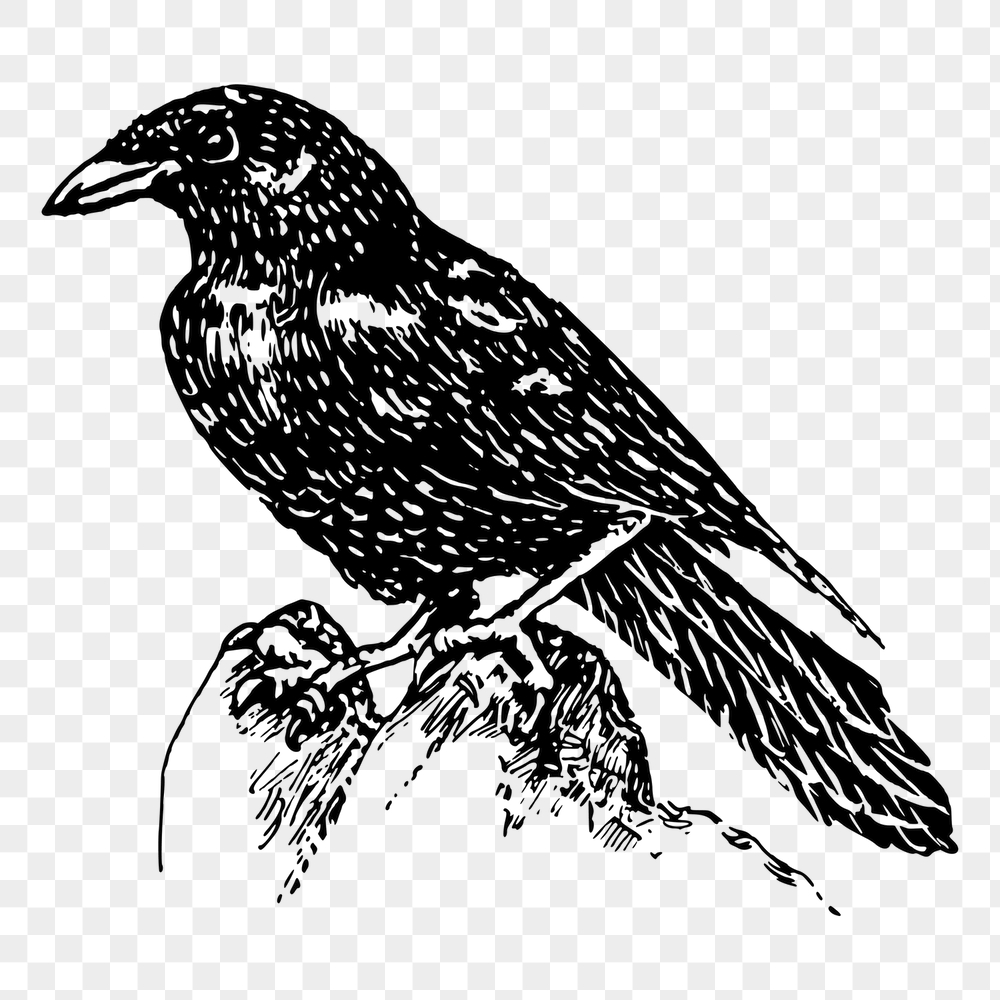 Raven png sticker, vintage bird | Free PNG - rawpixel