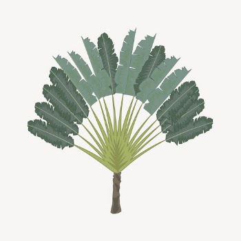 Ravenala tree clipart, tropical plant | Free Vector - rawpixel