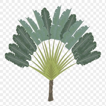 Ravenala tree png sticker, tropical | Free PNG - rawpixel