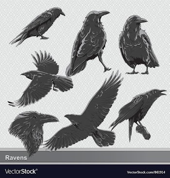 Ravens set vector image