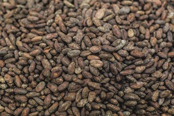 Raw Cacao Beans