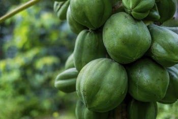 Raw papaya fruit growing on a tree. | Free Photo - rawpixel