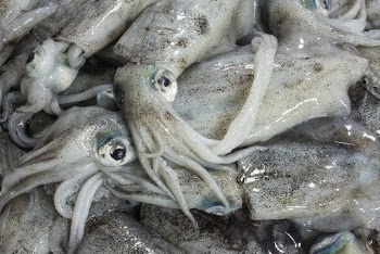 Raw squids, seafood at a fresh | Free Photo - rawpixel