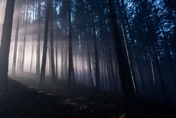 Rays of sunlight through a misty forest.