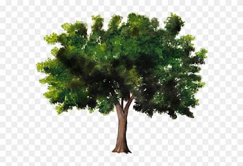 Árbol De Plantas Leñosas Celtis Australis Tronco - Tree