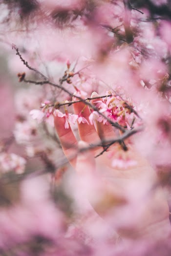 reaching for cherries!