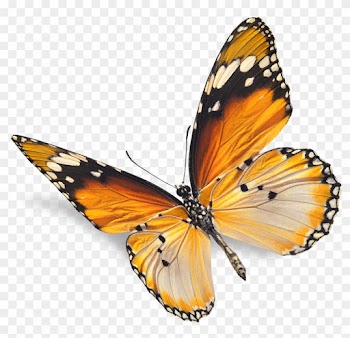 Real Butterfly Png - Natural Images Png
