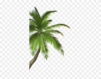 Real Coconut Tree Png