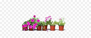 Real flower pots 