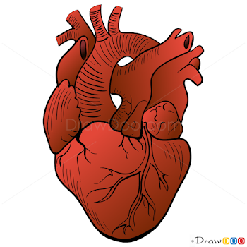 Real Heart Png (106+ images in Collection) Page 1