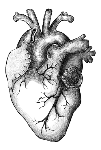 Real Heart Png, png collections at sccpre.cat