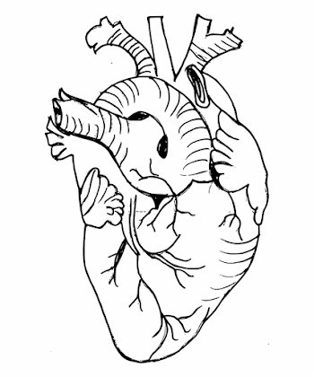 Real Heart Png - Real Heart Drawing Png, Transparent Png Download ...