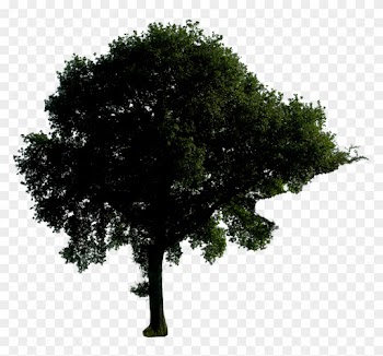 Real Pine Trees Silhouette For Kids - Tree At Night Png