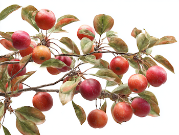 Realistic Apple Tree Branch with Ripe Fruit on White Background