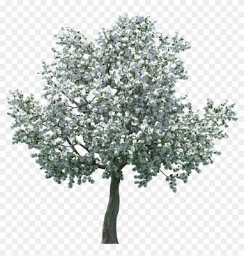Realistic Blossom Tree Png Clip Art - Apple Blossom Tree Png