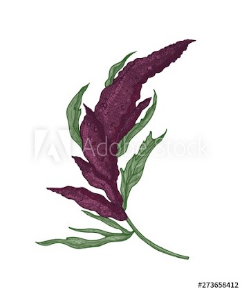 Realistic botanical drawing of quinoa or amaranth plant with blooming plant or inflorescence