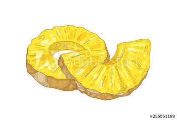 Realistic botanical drawing of ring slices and pieces of fresh organic pineapple isolated on white background