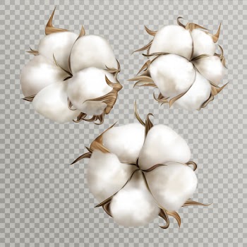 Realistic cotton flowers ripe opened boll seed Free Vector