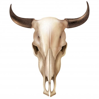 Realistic cow skull Free Vector