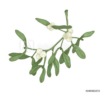 Realistic detailed drawing of mistletoe sprig with berries and leaves