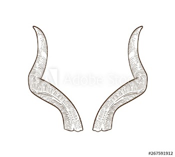 Realistic drawing of horn of antelope or goat isolated on white background