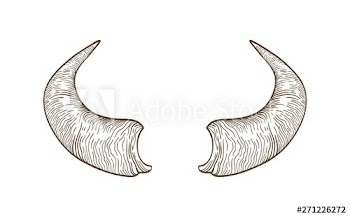 Realistic drawing of horns of cow, bull, bison, buffalo or other bovine animal hand drawn with contour lines on white background