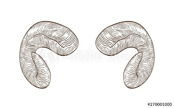 Realistic drawing of horns of ram hand drawn with contour lines on white background